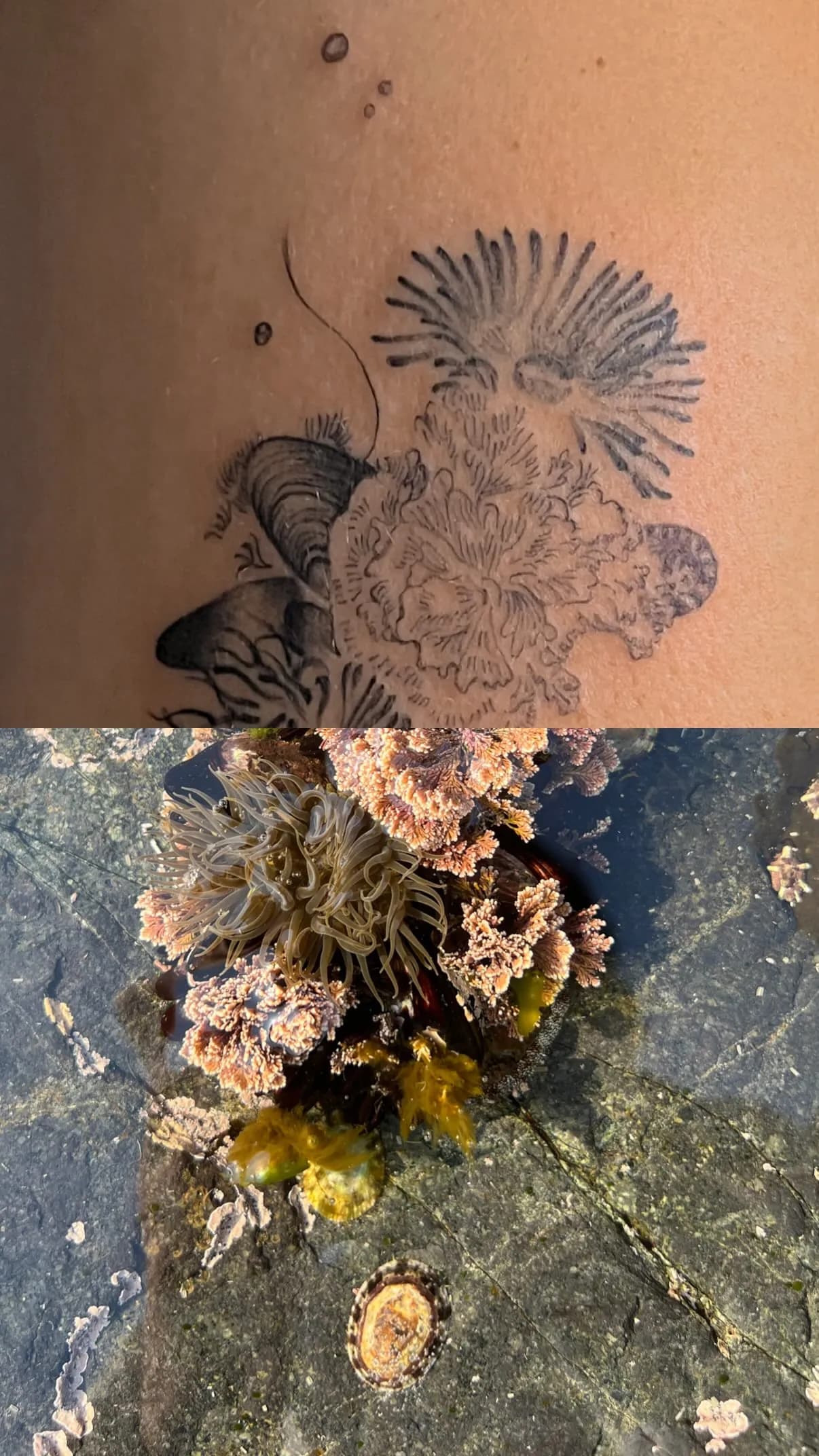 An ornamental anemone-like piece on the side of the ribcage, paired in the same frame with the rockpool reference it was drawn from.